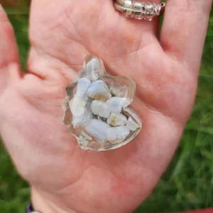 Blue Lace Agate Unicorn Magnet